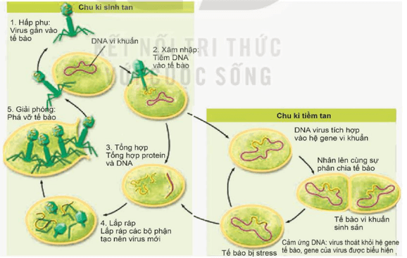 Lý thuyết Sinh 10 Kết nối tri thức Bài 24: Khái quát về virus