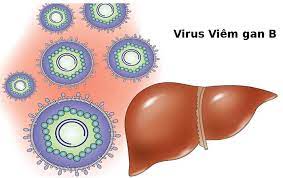 Lý thuyết Sinh 10 Kết nối tri thức Bài 25: Một số bệnh do virus và các thành tựu nghiên cứu ứng dụng virus