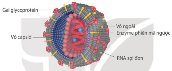 Lý thuyết Sinh 10 Kết nối tri thức Bài 25: Một số bệnh do virus và các thành tựu nghiên cứu ứng dụng virus