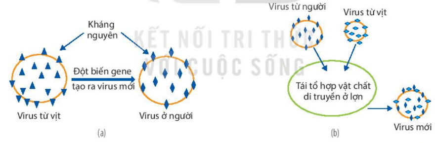 Lý thuyết Sinh 10 Kết nối tri thức Bài 25: Một số bệnh do virus và các thành tựu nghiên cứu ứng dụng virus