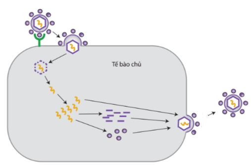 Lý thuyết Sinh 10 Kết nối tri thức Bài 25: Một số bệnh do virus và các thành tựu nghiên cứu ứng dụng virus