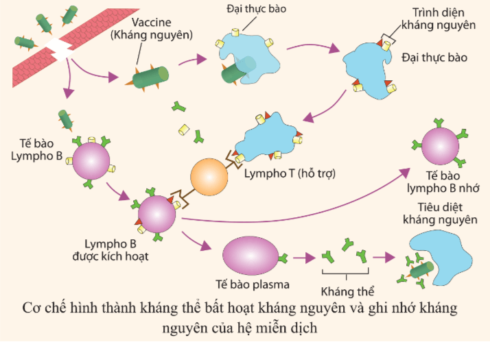 Lý thuyết Sinh 10 Kết nối tri thức Bài 25: Một số bệnh do virus và các thành tựu nghiên cứu ứng dụng virus