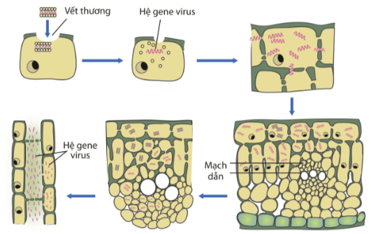 Lý thuyết Sinh 10 Kết nối tri thức Bài 25: Một số bệnh do virus và các thành tựu nghiên cứu ứng dụng virus