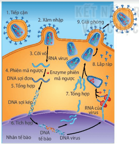 Lý thuyết Sinh 10 Kết nối tri thức Bài 25: Một số bệnh do virus và các thành tựu nghiên cứu ứng dụng virus