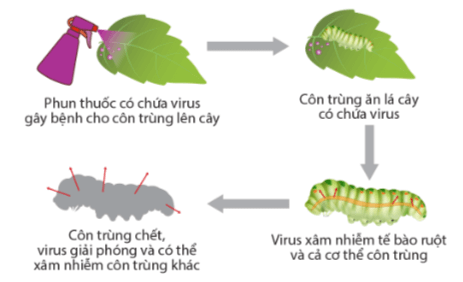 Lý thuyết Sinh 10 Kết nối tri thức Bài 25: Một số bệnh do virus và các thành tựu nghiên cứu ứng dụng virus