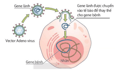 Lý thuyết Sinh 10 Kết nối tri thức Bài 25: Một số bệnh do virus và các thành tựu nghiên cứu ứng dụng virus