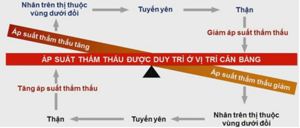 Lý thuyết Sinh 10 Kết nối tri thức Bài 3: Các cấp độ tổ chức của thế giới sống