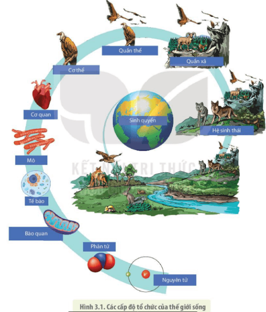 Lý thuyết Sinh 10 Kết nối tri thức Bài 3: Các cấp độ tổ chức của thế giới sống