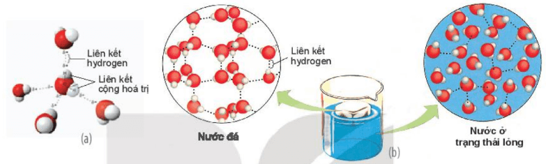 Lý thuyết Sinh 10 Kết nối tri thức Bài 4: Các nguyên tố hóa học và nước