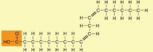 Lý thuyết Sinh 10 Kết nối tri thức Bài 5: Các phân tử sinh học