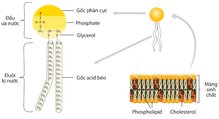 Lý thuyết Sinh 10 Kết nối tri thức Bài 5: Các phân tử sinh học