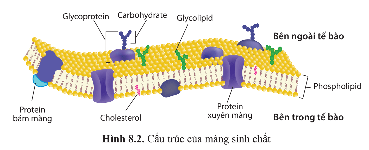 Lý thuyết Sinh 10 Kết nối tri thức Bài 5: Các phân tử sinh học