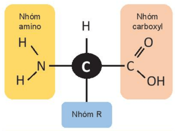 Lý thuyết Sinh 10 Kết nối tri thức Bài 5: Các phân tử sinh học