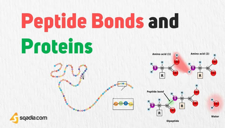 Lý thuyết Sinh 10 Kết nối tri thức Bài 5: Các phân tử sinh học