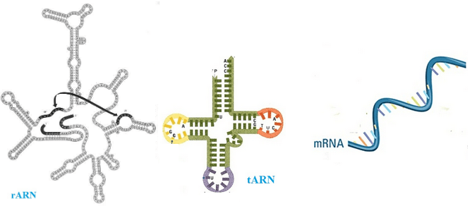 Lý thuyết Sinh 10 Kết nối tri thức Bài 5: Các phân tử sinh học