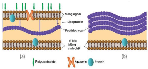 Lý thuyết Sinh 10 Kết nối tri thức Bài 7: Tế bào nhân sơ