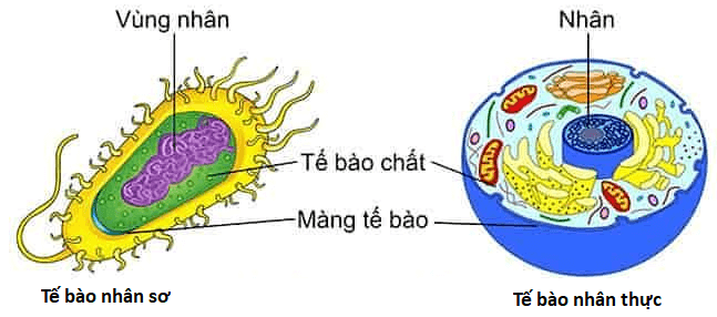 Lý thuyết Sinh 10 Kết nối tri thức Bài 8: Tế bào nhân thực