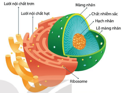 Lý thuyết Sinh 10 Kết nối tri thức Bài 8: Tế bào nhân thực