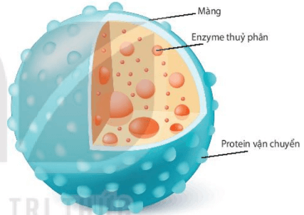 Lý thuyết Sinh 10 Kết nối tri thức Bài 8: Tế bào nhân thực