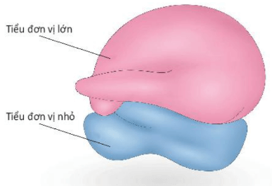 Lý thuyết Sinh 10 Kết nối tri thức Bài 8: Tế bào nhân thực