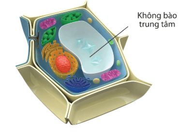 Lý thuyết Sinh 10 Kết nối tri thức Bài 8: Tế bào nhân thực