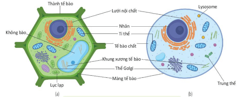 Lý thuyết Sinh 10 Kết nối tri thức Bài 8: Tế bào nhân thực