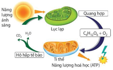 Lý thuyết Sinh 10 Kết nối tri thức Bài 8: Tế bào nhân thực