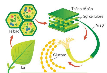 Lý thuyết Sinh 10 Kết nối tri thức Bài 8: Tế bào nhân thực