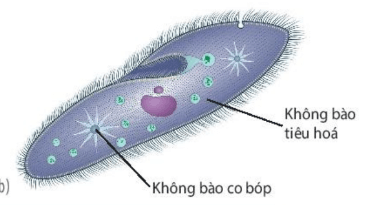 Lý thuyết Sinh 10 Kết nối tri thức Bài 8: Tế bào nhân thực