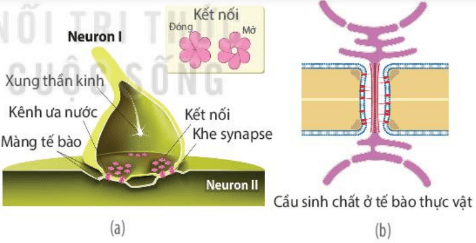 Lý thuyết Sinh 10 Kết nối tri thức Bài 8: Tế bào nhân thực