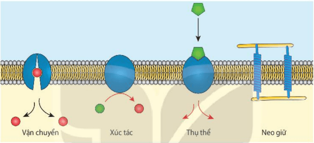 Lý thuyết Sinh 10 Kết nối tri thức Bài 8: Tế bào nhân thực