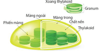 Lý thuyết Sinh 10 Kết nối tri thức Bài 8: Tế bào nhân thực