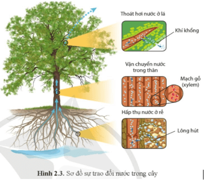 Quan sát hình 2.3 và cho biết sự trao đổi nước trong cây gồm những quá trình nào?