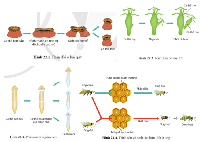 Quan sát và cho biết quá trình sinh sản của những loài động vật trong hình 22.1, hình 22.2