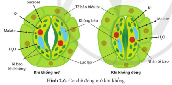 Quan sát hình 2.6 và giải thích cơ chế đóng mở của khí khổng