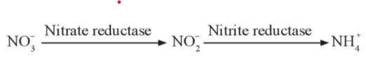 Nitrate và ammonium được biến đổi trong cây như thế nào?