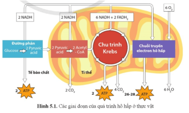 Dựa vào hình 5.1, trình bày các giai đoạn của quá trình hô hấp ở thực vật