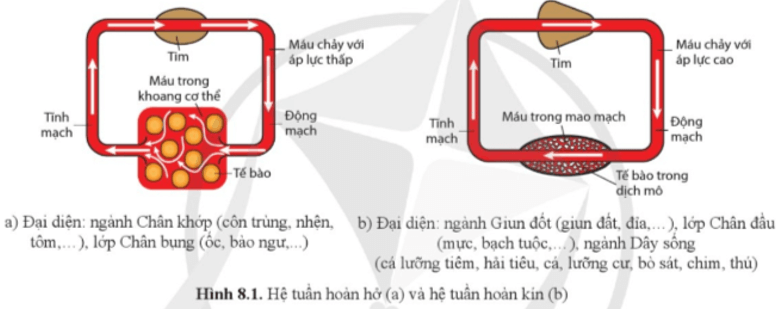 Quan sát hình 8.1, phân biệt hệ tuần hoàn hở và hệ tuần hoàn kín