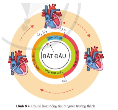 Quan sát hình 8.4 và cho biết một chu kì tim có những pha (giai đoạn) nào? Thời gian mỗi pha là bao nhiêu?