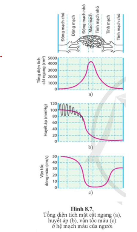 Quan sát hình 8.7 và cho biết sự khác biệt về tổng diện tích mặt cắt ngang, huyết áp, vận tốc máu ở động mạch, mao mạch và tĩnh mạch