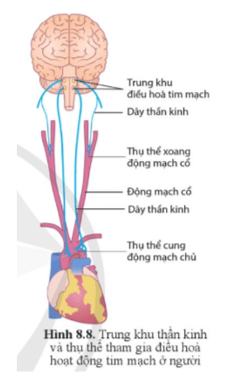 Quan sát hình 8.8 và cho biết trung khu điều hòa tim mạch nằm ở đâu?