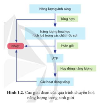 Quan sát hình 1.2 và mô tả các giai đoạn của quá trình chuyển hóa năng lượng trong sinh giới