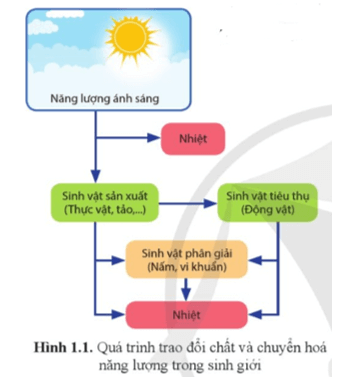 Quan sát hình 1.1 và mô tả quá trình chuyển hóa vật chất và năng lượng trong sinh giới