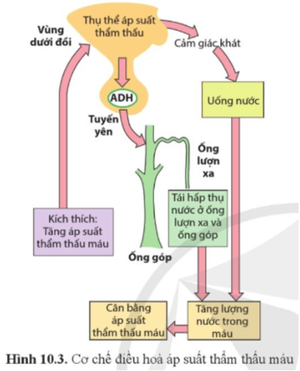 Quan sát hình 10.3, nêu vai trò của thận trong điều hòa áp suất thẩm thấu máu