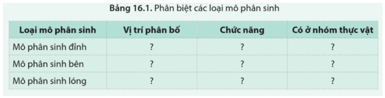 Phân biệt các loại mô phân sinh theo gợi ý trong bảng 16.1