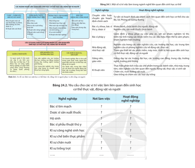 Dựa vào hình 24.1 và bảng 24.1 hoàn thành bảng 24.2 về yêu cầu cho các vị trí việc làm