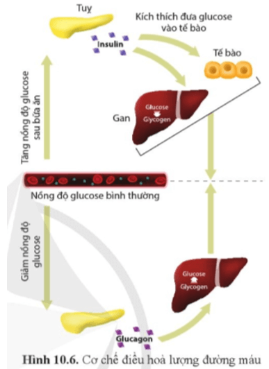 Quan sát hình 10.6, trình bày cơ chế điều hòa nồng độ glucose máu