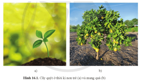 Quan sát hình 16.1 cho biết cây quýt thời kì non trẻ khác gì so với cây quýt trưởng thành