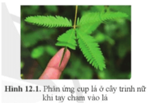 Quan sát hình 12.1, cho biết khi tay chạm vào cây trinh nữ, cây có phản ứng như thế nào?