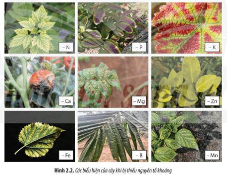 Xem Bảng 2.1, Hình 2.2 và liệt kê những biểu hiện của cây khi thiếu các nguyên tố khoáng
